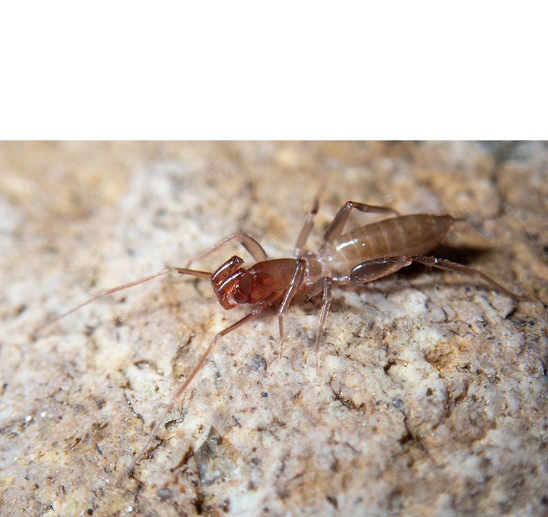 LA Basin short-range endemics